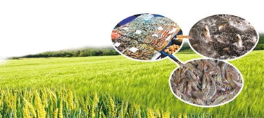 休闲农业 乡村振兴的绿色引擎