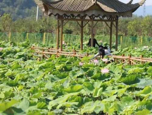 彭泽推进休闲农业与旅游产业融合，助力乡村振兴