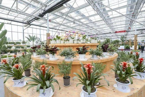 苏韵乡情·水润荷香 2020淮安乡村休闲旅游农业专场推介暨第20届中国金湖荷花节盛大启幕