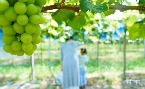 果香人醉 农旅融合富乡村，休闲农业谱新篇
