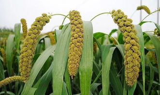 诗意人生 休闲农业的心灵栖息地