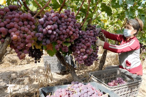 特色种植促增收，休闲农业谱新篇