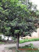 桂花飘香 西部精品农业研究开发公司探索休闲农业发展新路径