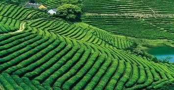 农产品谋新路 开创休闲农业新天地