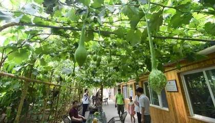 休闲农业成功五要素，你的项目具备几条？